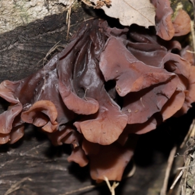 Unidentified Other fungi on wood at National Arboretum Forests - 2 Jun 2024 by TimL