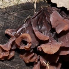 Gelatinous, on wood – genus uncertain at National Arboretum Forests - 2 Jun 2024 02:20 PM