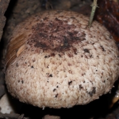 Agaricus sp. (Agaricus) at Tidbinbilla Nature Reserve - 1 Jun 2024 by TimL