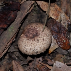 Agaricus sp. at Tidbinbilla Nature Reserve - 1 Jun 2024 12:31 PM