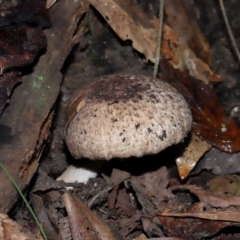 Agaricus sp. at Tidbinbilla Nature Reserve - 1 Jun 2024 12:31 PM