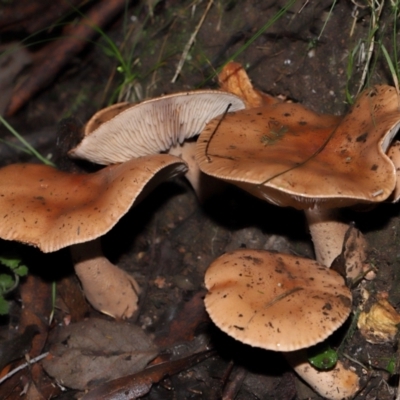 Tricholoma eucalypticum at Paddys River, ACT - 1 Jun 2024 by TimL