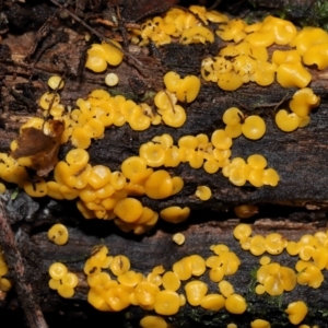 Bisporella citrina at Tidbinbilla Nature Reserve - 1 Jun 2024 12:42 PM