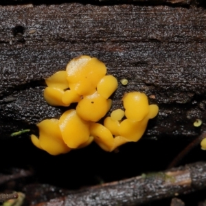 Bisporella citrina at Tidbinbilla Nature Reserve - 1 Jun 2024 12:42 PM