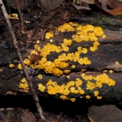 Bisporella citrina at Tidbinbilla Nature Reserve - 1 Jun 2024 12:42 PM