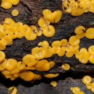 Bisporella citrina at Tidbinbilla Nature Reserve - 1 Jun 2024 12:42 PM