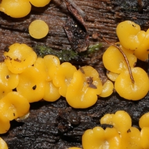 Bisporella citrina at Tidbinbilla Nature Reserve - 1 Jun 2024 12:42 PM