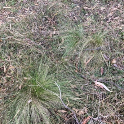 Nassella trichotoma (Serrated Tussock) at Watson, ACT - 2 Jun 2024 by waltraud