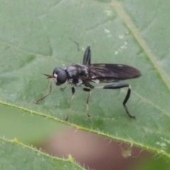 Exaireta spinigera (Garden Soldier Fly) at Pollinator-friendly garden Conder - 23 Dec 2023 by MichaelBedingfield