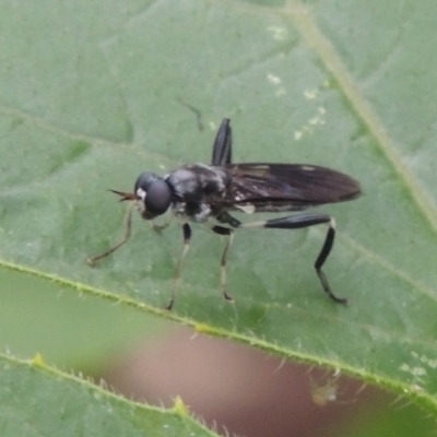 Exaireta spinigera (Garden Soldier Fly) at Pollinator-friendly garden Conder - 23 Dec 2023 by MichaelBedingfield