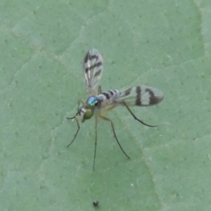 Heteropsilopus ingenuus at Pollinator-friendly garden Conder - 23 Dec 2023 05:07 PM