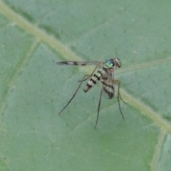 Heteropsilopus ingenuus at Pollinator-friendly garden Conder - 23 Dec 2023 05:07 PM