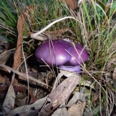 Cortinarius archeri s.l. (Emperor Cortinar) at QPRC LGA - 6 Jun 2009 by arjay