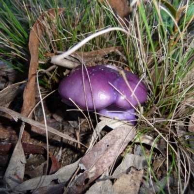 Cortinarius archeri s.l. (Emperor Cortinar) at QPRC LGA - 6 Jun 2009 by arjay