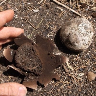 Unidentified Fruitbody thick walled, splitting from the top at Mount Duneed, VIC - 11 Feb 2024 by WendyEM