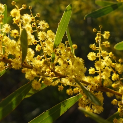 Acacia amoena (Boomerang Wattle) at Bungonia National Park - 30 Jul 2023 by RobG1