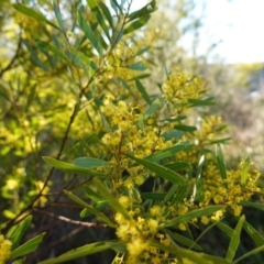 Acacia amoena at Bungonia National Park - 30 Jul 2023