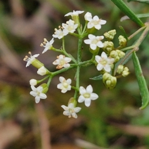 Platysace ericoides at Gorman Road Bush Reserve, Goulburn - 3 Jun 2024 02:04 PM