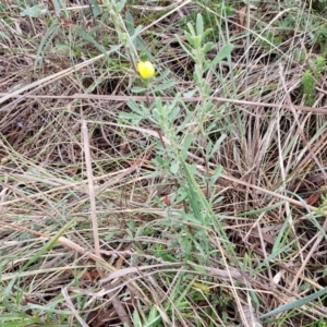 Hibbertia obtusifolia at Mount Gray Recreation Reserve, Goulburn - 3 Jun 2024 01:58 PM