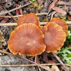 Laccaria sp. at Gorman Road Bush Reserve, Goulburn - 3 Jun 2024 01:58 PM