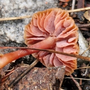 Laccaria sp. at Gorman Road Bush Reserve, Goulburn - 3 Jun 2024 01:58 PM