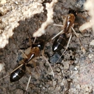 Camponotus claripes at Mount Gray Recreation Reserve, Goulburn - 3 Jun 2024 01:57 PM