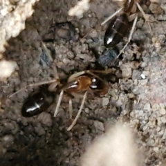 Camponotus claripes at Mount Gray Recreation Reserve, Goulburn - 3 Jun 2024 01:57 PM