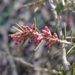 Lissanthe strigosa subsp. subulata (Peach Heath) at Bungonia National Park - 30 Jul 2023 by RobG1