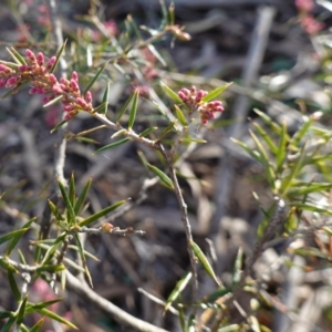 Lissanthe strigosa subsp. subulata at Bungonia National Park - 30 Jul 2023 02:52 PM