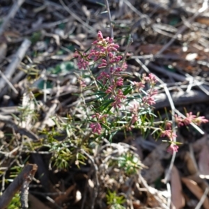 Lissanthe strigosa subsp. subulata at Bungonia National Park - 30 Jul 2023 02:52 PM