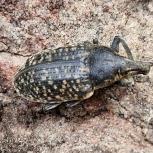 Larinus latus at Gorman Road Bush Reserve, Goulburn - 3 Jun 2024 01:55 PM