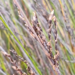 Lepidosperma urophorum (Tailed Rapier-sedge) at Gorman Road Bush Reserve, Goulburn - 3 Jun 2024 by trevorpreston