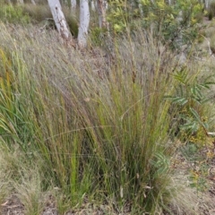 Lepidosperma urophorum at Gorman Road Bush Reserve, Goulburn - 3 Jun 2024 01:54 PM