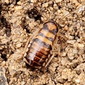 Robshelfordia sp. (genus) at Mount Gray Recreation Reserve, Goulburn - 3 Jun 2024 01:52 PM