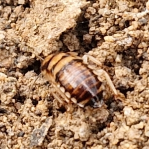 Robshelfordia sp. (genus) at Mount Gray Recreation Reserve, Goulburn - 3 Jun 2024 01:52 PM