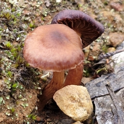 Unverified Cap on a stem; gills below cap [mushrooms or mushroom-like] at Gorman Road Bush Reserve, Goulburn - 3 Jun 2024 by trevorpreston