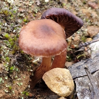 Unidentified Cap on a stem; gills below cap [mushrooms or mushroom-like] at Gorman Road Bush Reserve, Goulburn - 3 Jun 2024 by trevorpreston