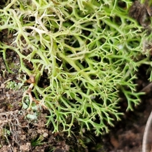 Cladia aggregata at Gorman Road Bush Reserve, Goulburn - 3 Jun 2024