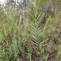 Stypandra glauca (Nodding Blue Lily) at Governers Hill Recreation Reserve - 3 Jun 2024 by trevorpreston