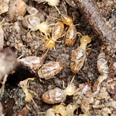 Nasutitermes sp. (genus) (Snouted termite, Gluegun termite) at Goulburn, NSW - 3 Jun 2024 by trevorpreston