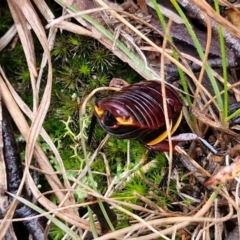 Platyzosteria similis (Red-legged litter runner) at Governers Hill Recreation Reserve - 3 Jun 2024 by trevorpreston