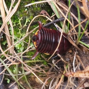 Platyzosteria similis at Mount Gray Recreation Reserve, Goulburn - 3 Jun 2024 01:36 PM