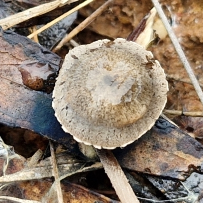 zz agaric (stem; gills not white/cream) at Governers Hill Recreation Reserve - 3 Jun 2024 by trevorpreston