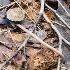 zz agaric (stem; gills not white/cream) at Mount Gray Recreation Reserve, Goulburn - 3 Jun 2024