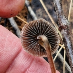 zz agaric (stem; gills not white/cream) at Mount Gray Recreation Reserve, Goulburn - 3 Jun 2024