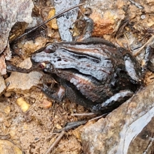 Crinia signifera at Mount Gray Recreation Reserve, Goulburn - 3 Jun 2024 01:35 PM