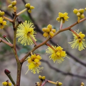 Acacia terminalis at Mount Gray Recreation Reserve, Goulburn - 3 Jun 2024