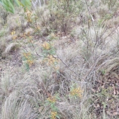 Acacia terminalis at Mount Gray Recreation Reserve, Goulburn - 3 Jun 2024