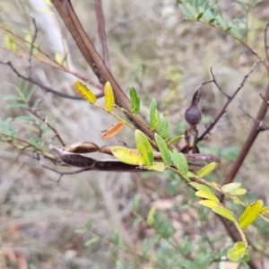 Acacia terminalis at Mount Gray Recreation Reserve, Goulburn - 3 Jun 2024 01:33 PM