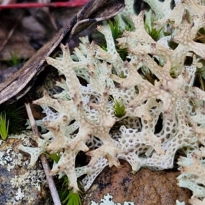 Cladia corallaizon at Mount Gray Recreation Reserve, Goulburn - 3 Jun 2024 01:32 PM
